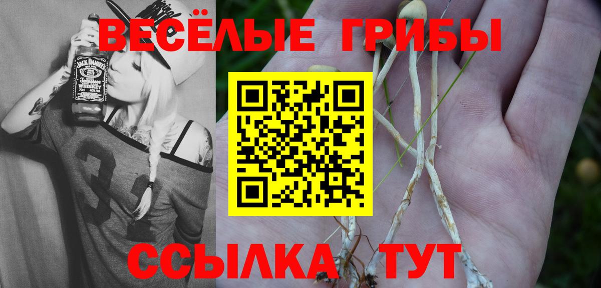 Галлюциногенные грибы Psilocybe Ачинск